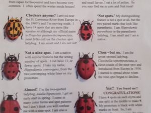 Lost Ladybug Project